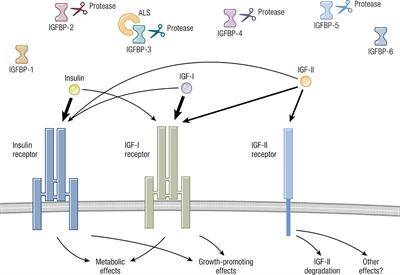 Insulin-Like Growth Factor Pathway and the Thyroid